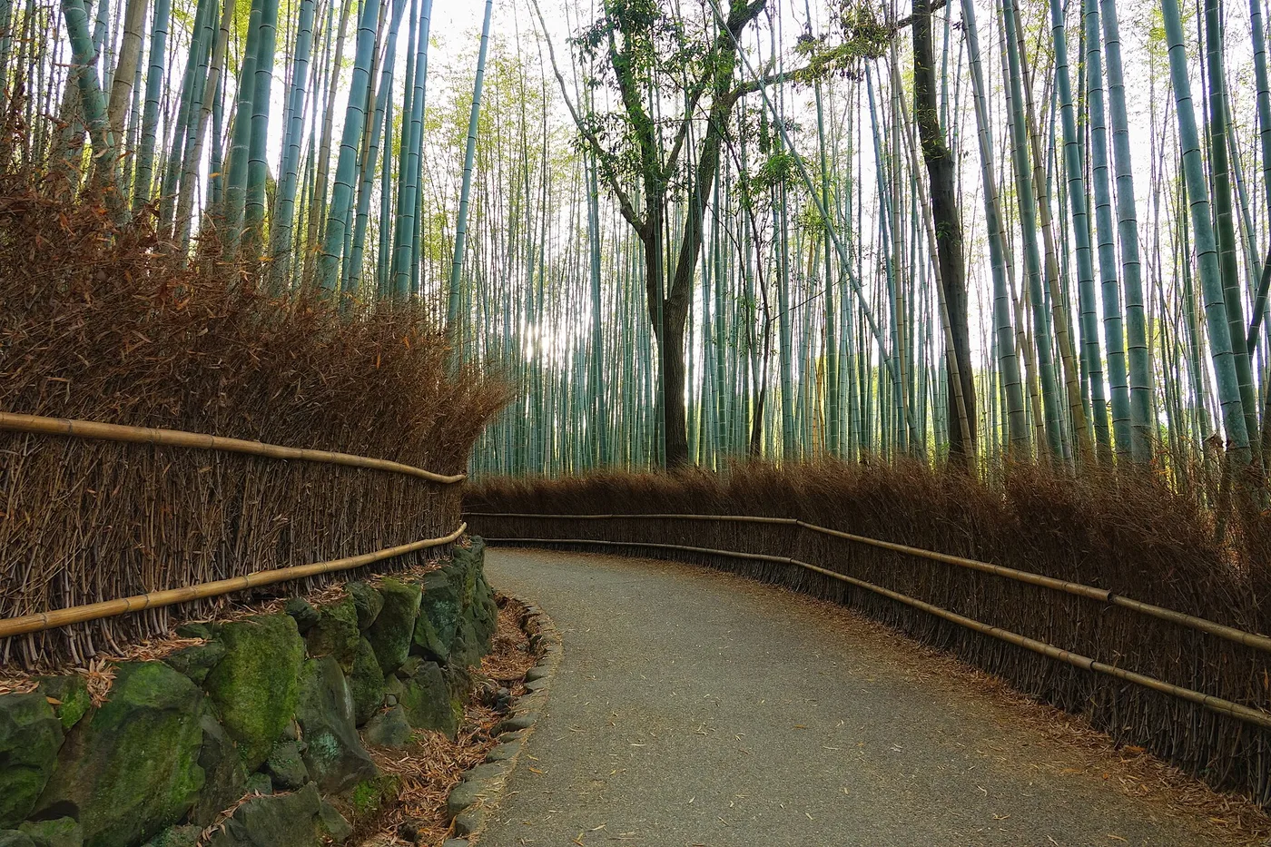 The path through the Arashiyama bamboo grove with no people on it