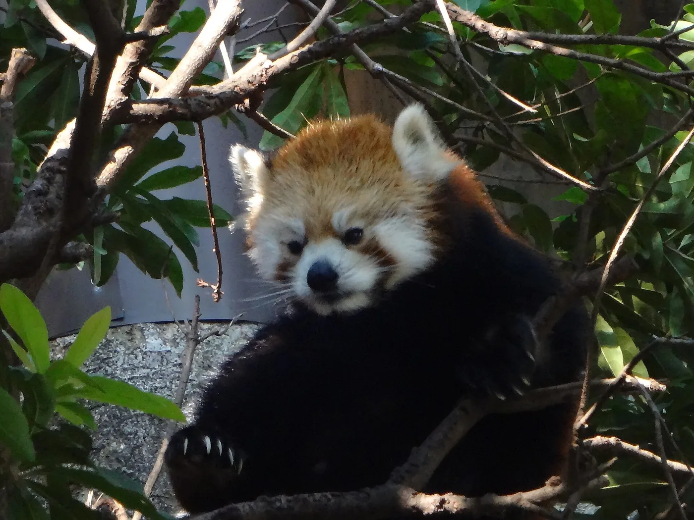 A red panda resting in the branches at Ueno Zoo
